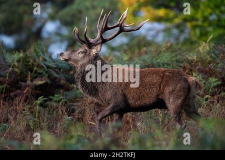 Red Deer Stag (Cervus elaphus) in einem Wald nach einem Gewitter Stockfoto