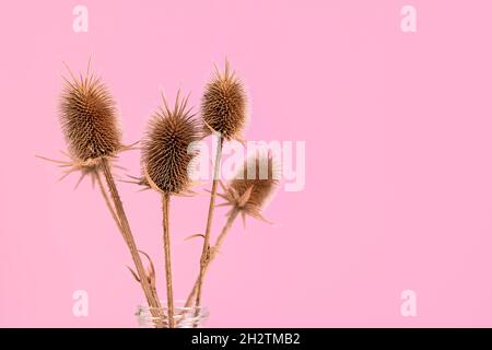 Transparente Vase mit getrockneten Blumen auf pastellrosa Hintergrund mit Platz für Text, kopieren Raum. Herbst, Herbst, Danksagetag Konzept. Stockfoto