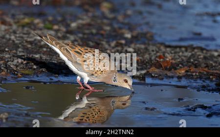 Trinkwasser für europäische Turteltauben Stockfoto