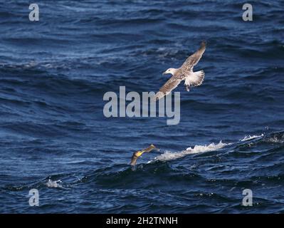 Junge schwarze Möwe und Kormoran mit gewöhnlicher Tupfer Stockfoto