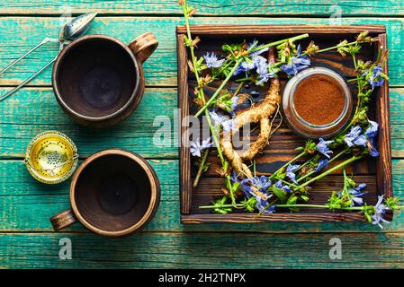 Zichorien-Wurzel und Zichorien-Blüten.Wilde Pflanze in der alternativen Medizin.Cichorium intybus Stockfoto