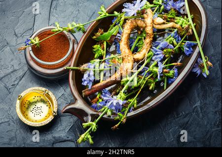 Zichorien-Wurzel und Zichorien-Blüten, Unkraut. Wilde Pflanze in der Kräutermedizin.Kaffee-Ersatz Stockfoto