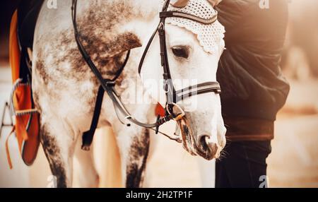 Porträt eines schönen getuppelten grauen Pferdes, das ein Reiter in einer schwarzen Jacke an einem sonnigen Tag in Reitmunition für Wettkämpfe kleidet. Equestri Stockfoto