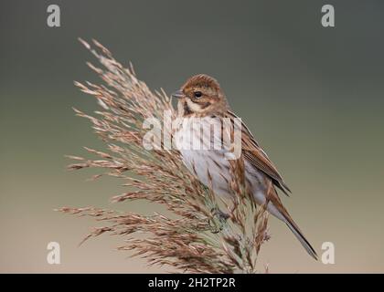 Gewöhnlicher Schilfbunker, der auf dem Schilfkernkopf sitzt Stockfoto