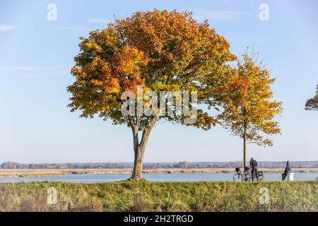 Einfarbler Baum mit Herbstlaub auf einem Deich entlang des Flusses Somme. Radfahrer. Saint-Valery, Frankreich Stockfoto