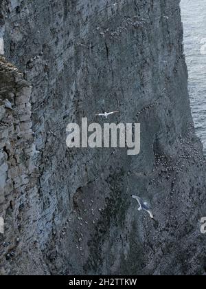 Gannet & Kittiwake fliegen im Bempton Cliffs Chalk Coast Nature Reserve zur Zucht von Seevögeln in Bempton im East Riding of Yorkshire, England Stockfoto