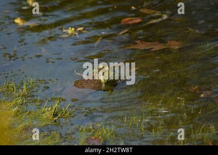 American Bullfrog (Der Große) Stockfoto