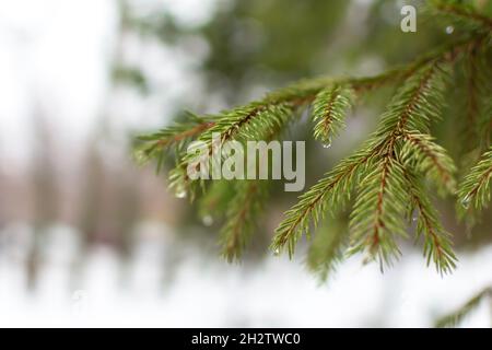 Fichtenzweig aus nächster Nähe. Wassertropfen aus schmelzendem Schnee auf grünen Ästen im Park. Weicher, selektiver Fokus, unscharfer Kopierbereich im Hintergrund. Die Natur Stockfoto