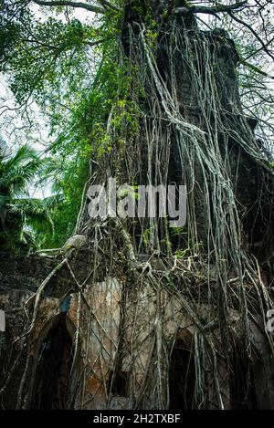 Eine Reise durch die Ruinen von Ross Island, dem Hauptsitz der Andaman & Nicobar Inseln in Britisch-Indien Stockfoto