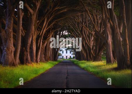 Der Cypress Tree Tunnel mit Morgenlicht in Point Reyes National Seashore, Kalifornien Stockfoto