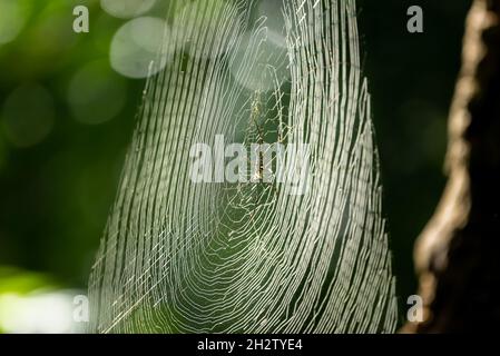 Eine riesige Holzspinne spinnt ihr Netz in den Wäldern von Kerala Stockfoto