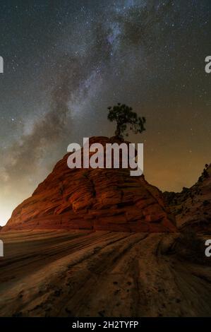 Millky Way über einem Baum auf einem großen roten Sandstein im Zion National Park, Utah Stockfoto