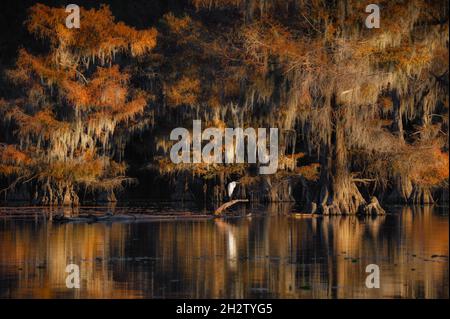 Wunderschöne GlatzenZypresse im Herbst im Caddo Lake State Park, Texas. Vogel, der auf einem Ast steht. Stockfoto