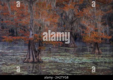 Bald Zypresse im Herbst im Caddo Lake State Park, Texas. Stockfoto