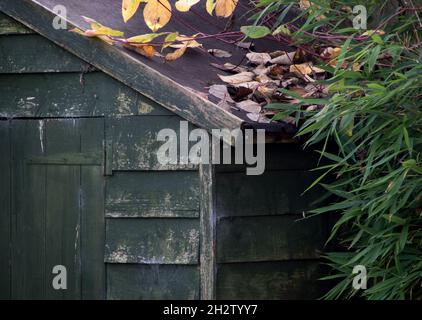 Teilansicht des alten Gartenschuppens mit Bambuspflanze und gefallenen Blättern im Herbst Stockfoto