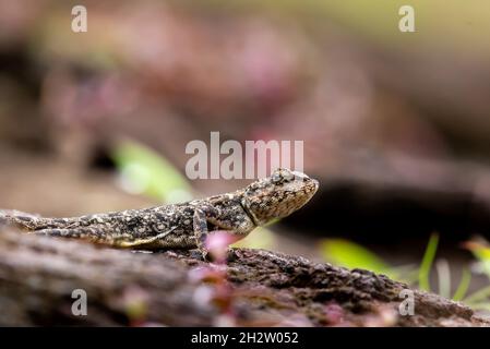 Südindien Rock Agama, sonnen sich in der Morgensonne Stockfoto