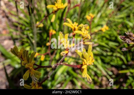 Haemodoraceae, blühende Kängurupfenpflanze. Die Pflanze stammt aus Western Australia, abgebildet in einem Sydney-Garten, NSW, Australien Stockfoto