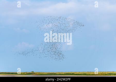 Die Vogelwanderungsfigur am blauen Himmel Stockfoto