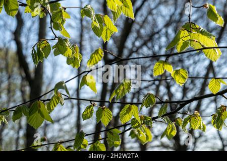 Beech leaves, Fagus sylvatica, spring Stockfoto