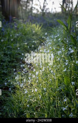 Großstitchwort, Rabelera holostea in Wäldern im Süden von Devon Stockfoto