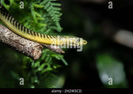 Grüne Mammas Seitenansicht. Stockfoto