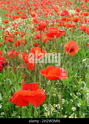 Viele rote Mohnblumen auf einem Feld Stockfoto