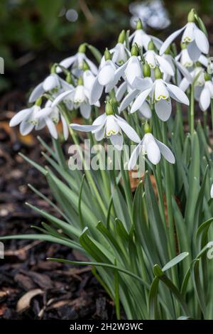 Galanthus nivalis, gewöhnlicher Schneeglöckchen Stockfoto