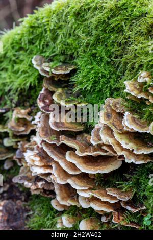 Bracket Pilz auf altem Baumstamm, wächst mit Kindbergia praelonga, Gemeine Federmoos Stockfoto