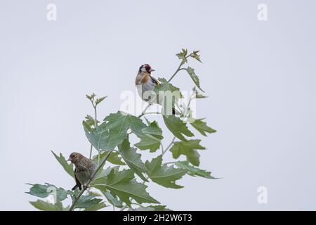 Erwachsener und jugendlicher europäischer Goldfink, Carduelis carduelis in einem Baum vor klarem Hintergrund in Großbritannien. Stockfoto