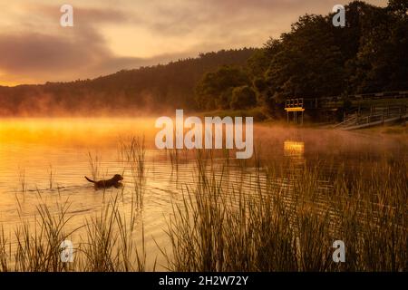 Jagdhund sucht bei Sonnenaufgang im Teich nach Enten Stockfoto