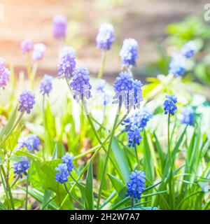 Schöne blaue Blüten von Muscari im Sonnenlicht. Viper Zwiebel oder Maus Hyazinthe. Selektiver Fokus Stockfoto