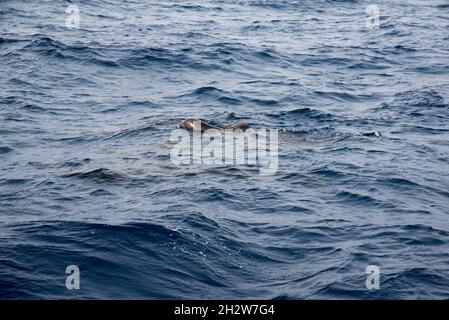 Der neugeborene Kurzflossenthaler schwimmt vor der Südküste von La Gomera auf den Kanarischen Inseln. Stockfoto
