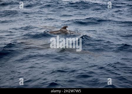 Der neugeborene Kurzflossenthaler schwimmt vor der Südküste von La Gomera auf den Kanarischen Inseln. Stockfoto