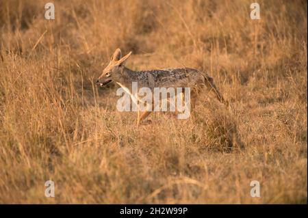 Schwarzer Jackal (Canis mesomelas), der durch hohes Gras läuft, Masai Mara, Kenia Stockfoto