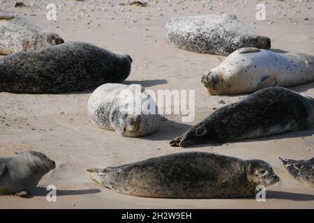 Robben sonnen sich an einem Sandstrand Pinnipedia Stockfoto