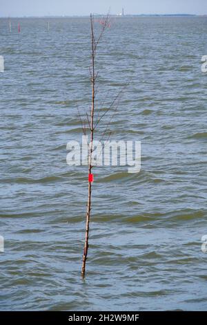 Eine blattlose Birke mit roter Flagge am Stamm steht in der Nordsee als Navigationsschild Stockfoto