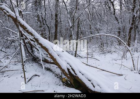 Schneebedeckter gefallener Baum in winterlicher Waldwildnis. Stockfoto