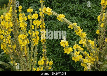 Gelbe Blüten der Denseflower Königskerze, Verbascum densiflorum Bertol. Pflanze in der Familie: Scrophulariaceae. Stockfoto