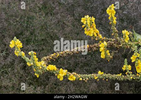 Gelbe Blüten der Denseflower Königskerze, Verbascum densiflorum Bertol. Pflanze in der Familie: Scrophulariaceae. Stockfoto