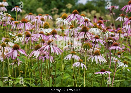 Echinacea purpurea (L.) Moenchblumen, gebräuchliche Namen: ostviolette Koneblume oder Igel-Koneblume, blühende Pflanze in der Familie: Asteraceae, reg Stockfoto