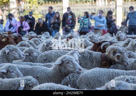 Die Herde von etwa 1000 Schafen, die durch Madrid fahren. (Foto von Fer Capdepon Arroyo/Pacific Press) Stockfoto