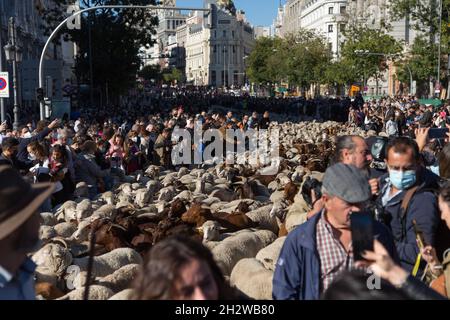 Die Herde von etwa 1000 Schafen, die durch Madrid fahren. (Foto von Fer Capdepon Arroyo/Pacific Press) Stockfoto