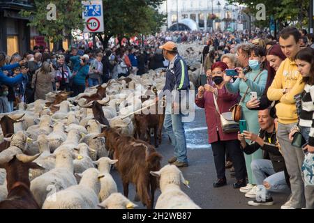 Die Herde von etwa 1000 Schafen, die durch Madrid fahren. (Foto von Fer Capdepon Arroyo/Pacific Press) Stockfoto