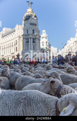 Die Herde von etwa 1000 Schafen, die durch Madrid fahren. (Foto von Fer Capdepon Arroyo/Pacific Press) Stockfoto