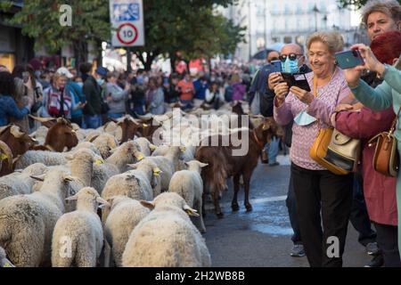 Die Herde von etwa 1000 Schafen, die durch Madrid fahren. (Foto von Fer Capdepon Arroyo/Pacific Press) Stockfoto