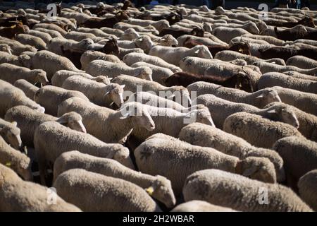 Die Herde von etwa 1000 Schafen, die durch Madrid fahren. (Foto von Fer Capdepon Arroyo/Pacific Press) Stockfoto