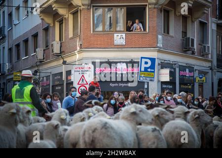 Die Herde von etwa 1000 Schafen, die durch Madrid fahren. (Foto von Fer Capdepon Arroyo/Pacific Press) Stockfoto