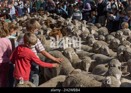 Die Herde von etwa 1000 Schafen, die durch Madrid fahren. (Foto von Fer Capdepon Arroyo/Pacific Press) Stockfoto