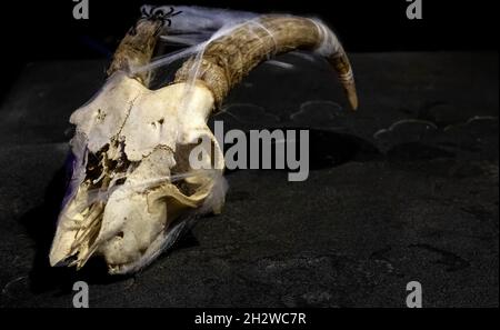 Ziegenmöwe mit Hörnern, die mit Spinnweben und schwarzer Spinne auf einem dunklen Hintergrund verwickelt sind Stockfoto