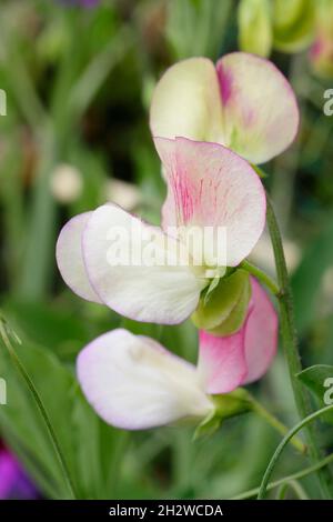 Süßer Spanische Erbsentänzer. Lathyrus odoratus „Spanish Dancer“-Süßerbsen, die in einem englischen Garten wachsen. Sommer. VEREINIGTES KÖNIGREICH Stockfoto